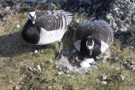Barnacle geese on the nest with eggs - Spitsbergen, Arcticの写真素材