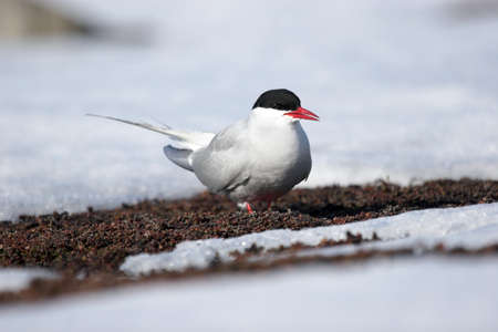 The Arctic tern (Sterna paradisaea) - Arctic birdの写真素材