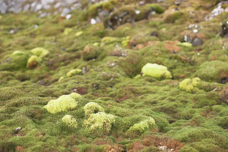 Moss in Arctic tundra - Spitsbergen, Svalbard