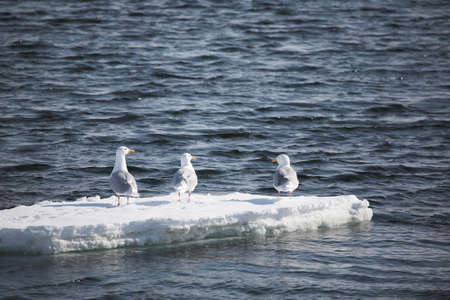 Glaucous gull (Larus hyperboreus) - Arctic, Svalbardの写真素材