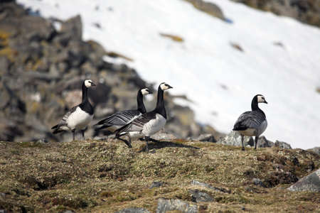 Barnacle geese on Arctic tundraの写真素材