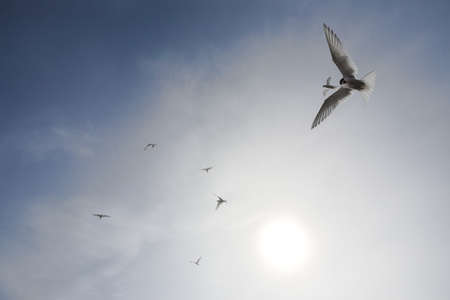 Arctic terns flying