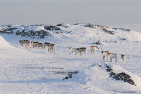 Herd of wild reindeers - Svalbardの写真素材
