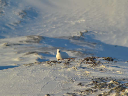 Rock ptarmigan (Lagopus muta) in the Arctic, Spitsbergenの写真素材