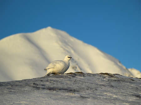 Rock ptarmigan (Lagopus muta) in the Arctic, Spitsbergen