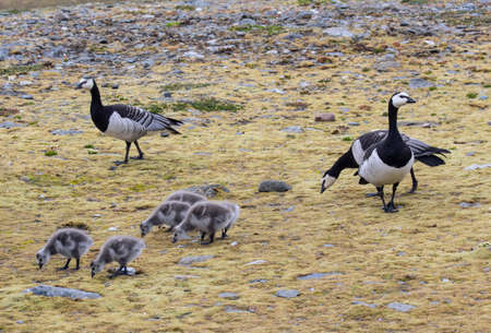 Barnacle geese with chicks - Spitsbergen, Svalbardの写真素材
