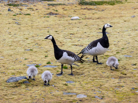 Barnacle geese with chicks - Spitsbergen, Svalbardの写真素材