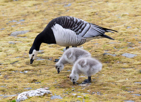 Barnacle geese with chicks - Spitsbergen, Svalbardの写真素材