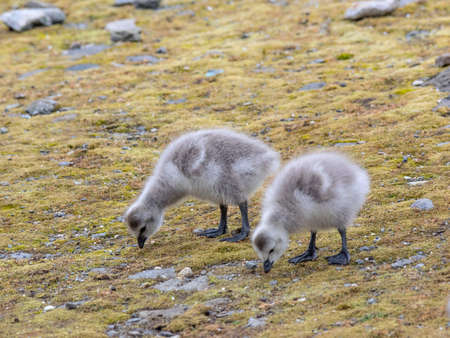 Barnacle geese with chicks - Spitsbergen, Svalbardの写真素材