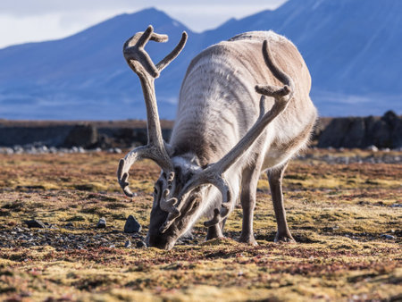 Wild Arctic reindeer in natural habitatの写真素材
