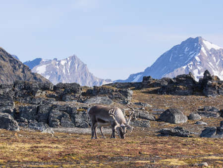 Wild reindeers at the front of the mountains - Arctic, Spitsbergenの写真素材
