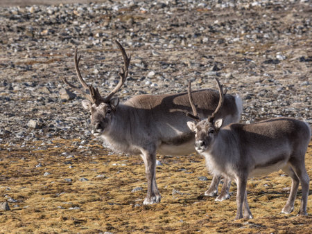 Wild Arctic reindeer  - Spitsbergen, Svalbardの写真素材