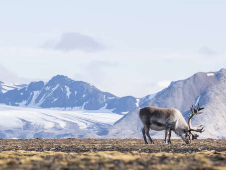 Wild Arctic reindeer  - Spitsbergen, Svalbardの写真素材