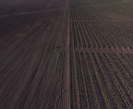 Grape field from droneの写真素材