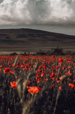 Red flowersの写真素材