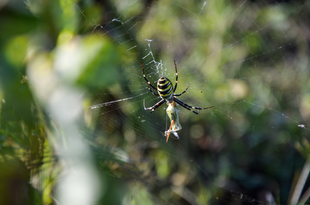 Big spider eating an insect in the webの写真素材
