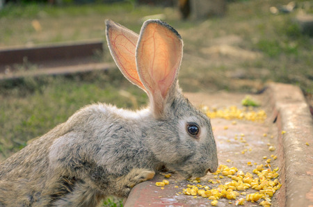 the rabbit eats cornの写真素材