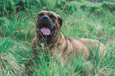 The brown pit bull is lying with his eyes closed in the grassの写真素材