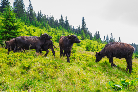 brown bulls in the mountains on the pastureの写真素材