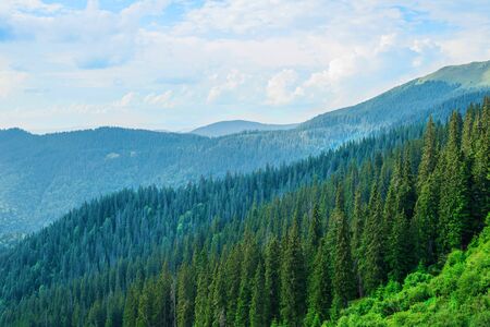 Christmas trees on the background of a green mountain landscape