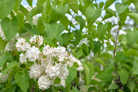 Background, branch of a tree with white flowers, against a background of green leaves, on the whole frameの写真素材