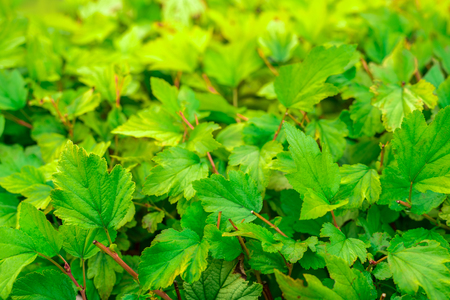 texture green bush on the whole frameの写真素材