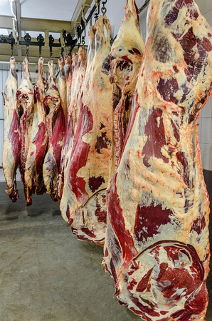 carcasses of meat hang in a rowの写真素材