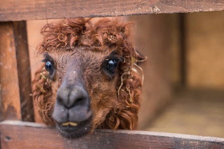 brown alpaca looks into frameの写真素材