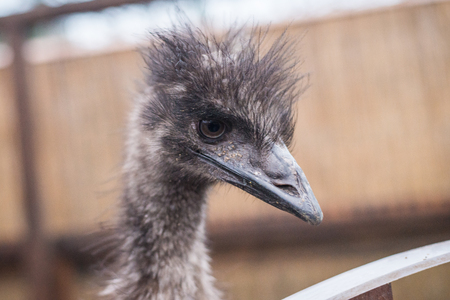 ostrich looks at the frameの写真素材