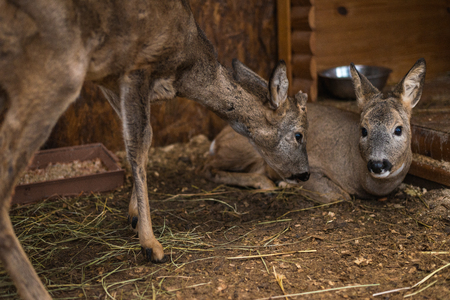 small fawns look at the frameの写真素材
