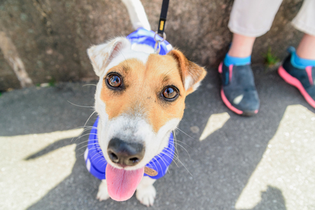 small breed dog Jack Russellの写真素材
