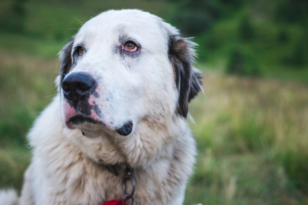 A large white dog walks in nature