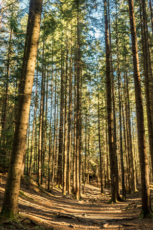 coniferous forest of trees with a full frame trailの写真素材
