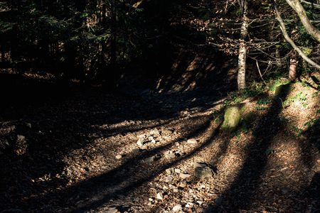 coniferous forest of trees with a full frame trailの写真素材