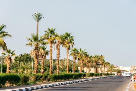 big green African palm tree against the blue sky. Horizontal frameの写真素材
