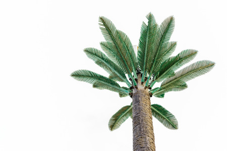 big green African palm tree against the blue sky. Horizontal frame