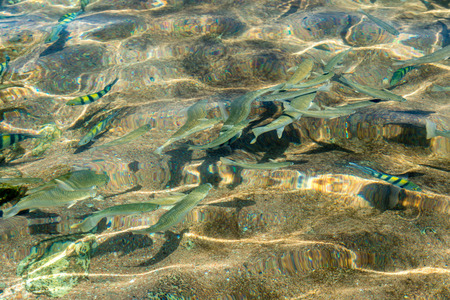 top view of a glistening sea water and fish in the water. Horizontal frame