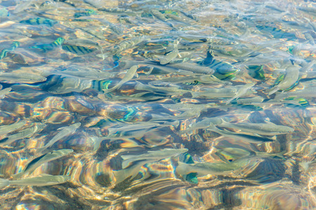 top view of a glistening sea water and fish in the water. Horizontal frameの写真素材