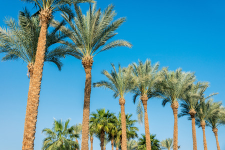 a lot of big green African palm tree against the blue sky. Horizontal frameの写真素材
