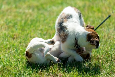 little beautiful dog Jack Russell in a fancy dress.の写真素材