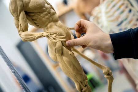 Hands of the master sculpt a sculpture of the human skeleton with muscles on a blurred background.の写真素材