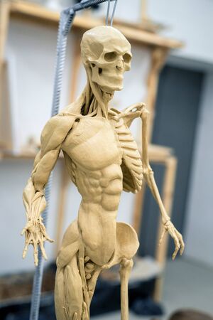 sculpture of the human skeleton with muscles on a blurred background.