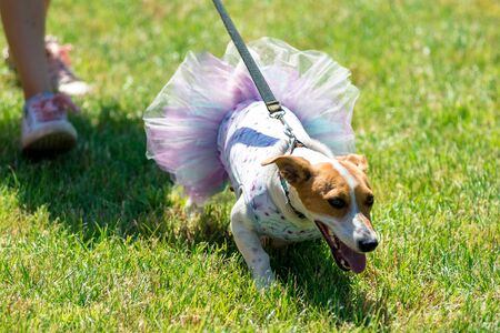 little beautiful dog Jack Russell in a fancy dress.の写真素材