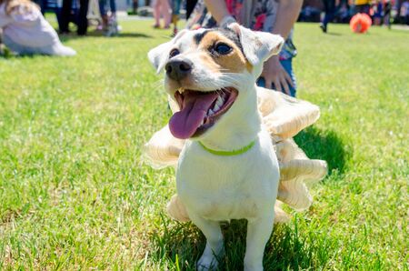little beautiful dog Jack Russell in a fancy dress.