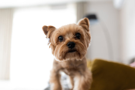 Yorkshire terrier looking at the camera, a portrait of a dog on a white background, a fluffy animal, a pet.の写真素材