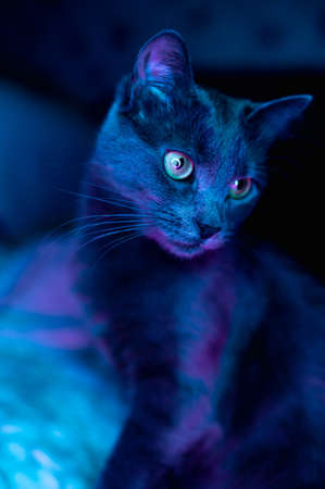 beautiful gray russian blue cat with yellow-green eyesの写真素材