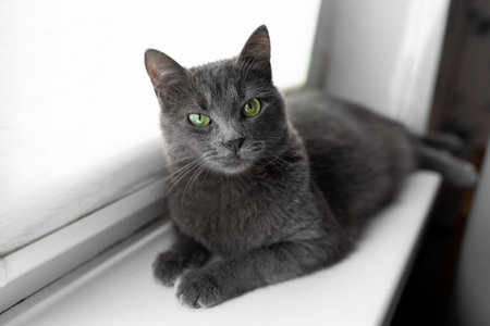 beautiful gray russian blue cat with yellow-green eyes liesの写真素材