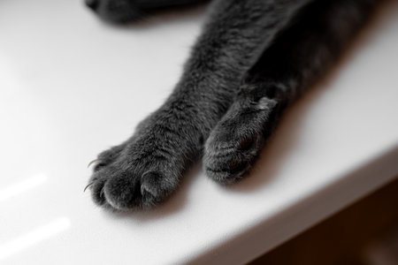 paws beautiful gray russian blue catの写真素材
