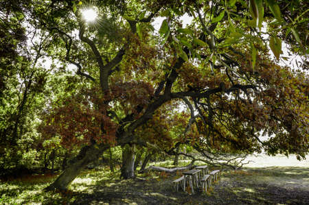 letea forestの写真素材