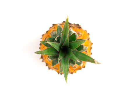 Baby pineapple on a white background. Fresh small pineapple close-up on a white background.の写真素材